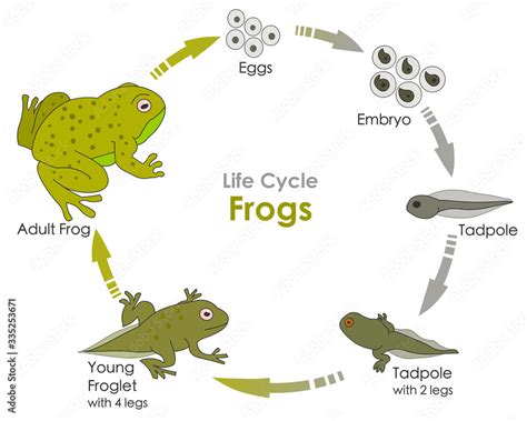 The Interactions of Target Frog Wutch with Other Amphibian Species